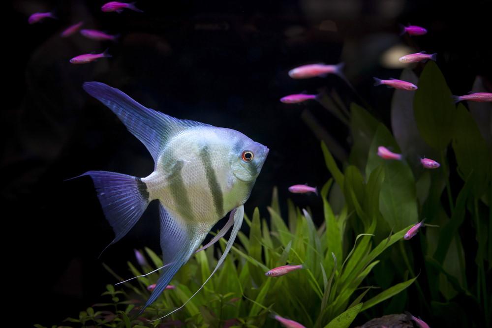 10 Best Aquarium Fish for Beginners - Aquarium Co-Op