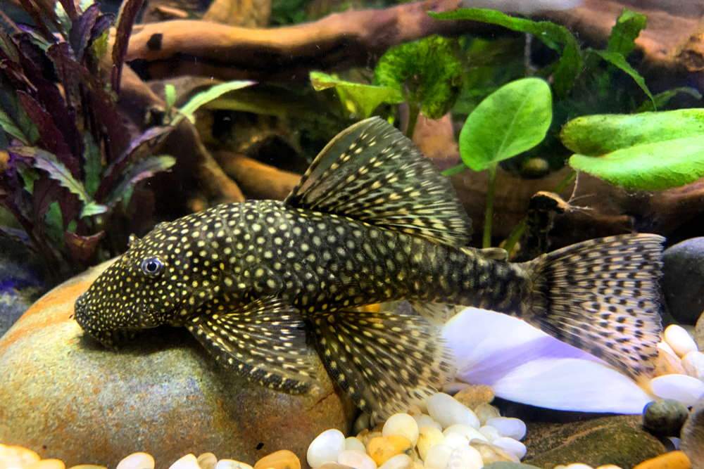 10 Best Clean-Up Crew Ideas for Freshwater Aquariums - Aquarium Co-Op