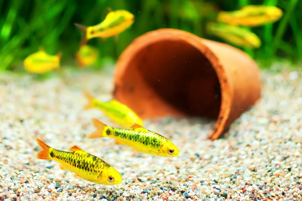 10 Best Coldwater Fish That Don’t Need a Heater - Aquarium Co-Op