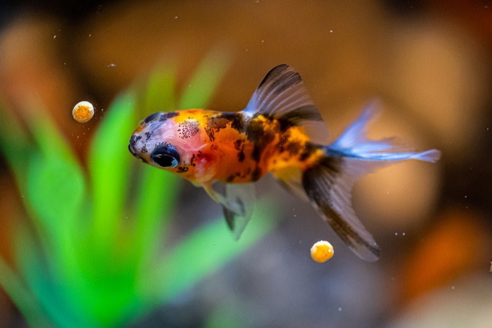 10 Best Goldfish Foods You Need to Try - Aquarium Co-Op