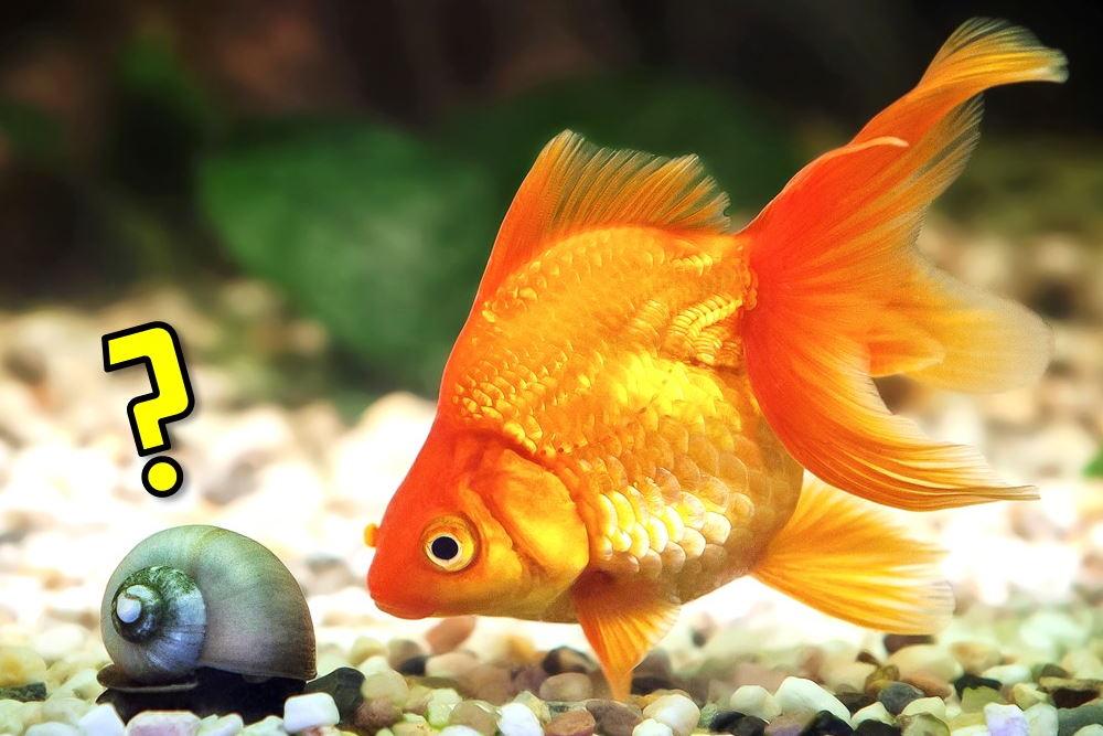 10 Best Tank Mates for Your Goldfish - Aquarium Co-Op
