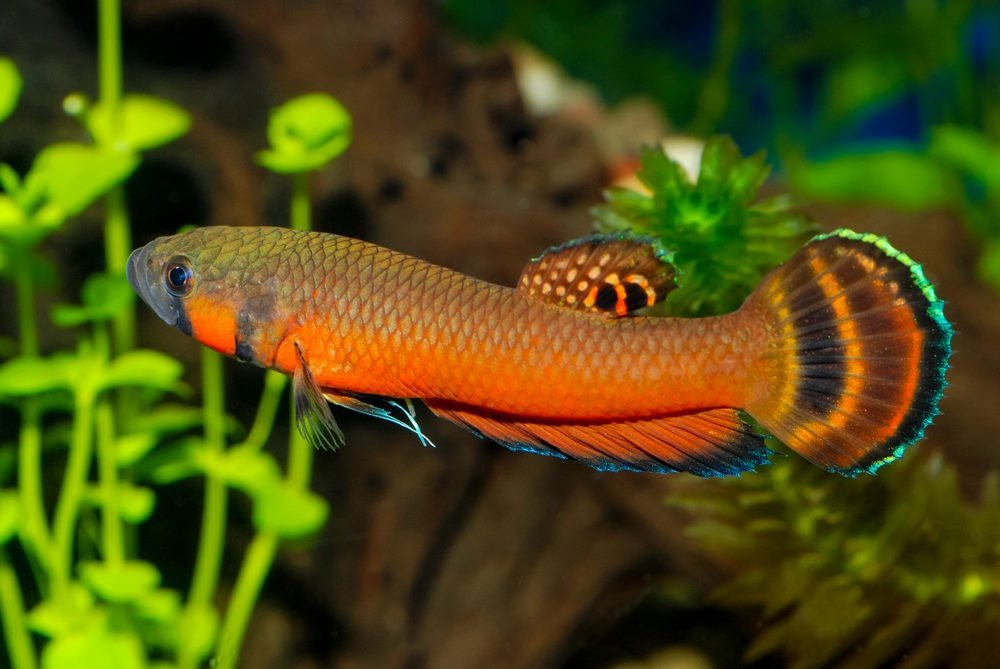 5 Amazing Wild Betta Species that You Should Try Breeding - Aquarium Co-Op