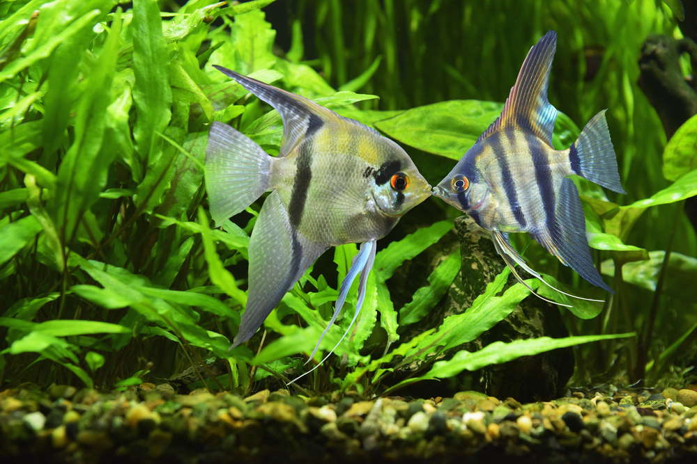 5 Best Fish Tank Ideas for a 29-Gallon Aquarium - Aquarium Co-Op