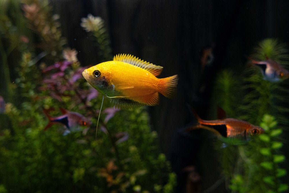 5 Best Fish Tank Ideas for Small Aquariums - Aquarium Co-Op