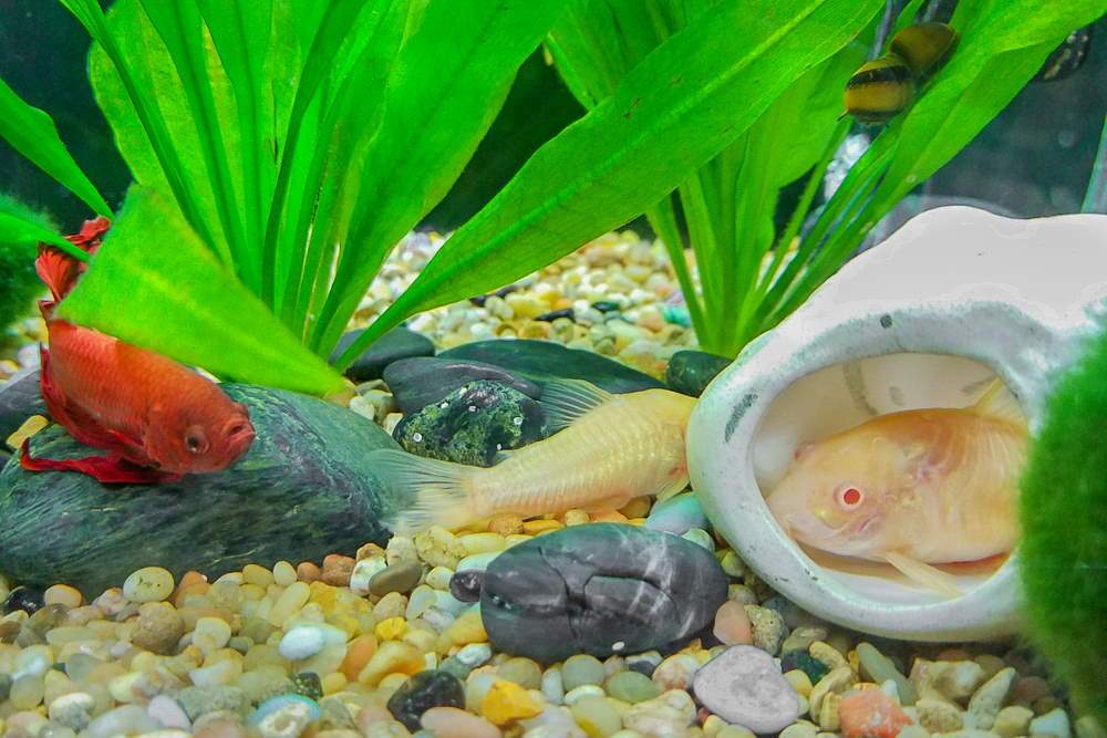 5 Best Tank Mates for Betta Fish - Aquarium Co-Op