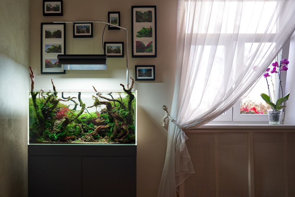 5 Easy Methods for Cooling Aquarium Water During a Heat Wave - Aquarium Co-Op