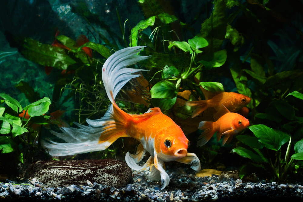5 Easy Plants for Goldfish Aquariums - Aquarium Co-Op