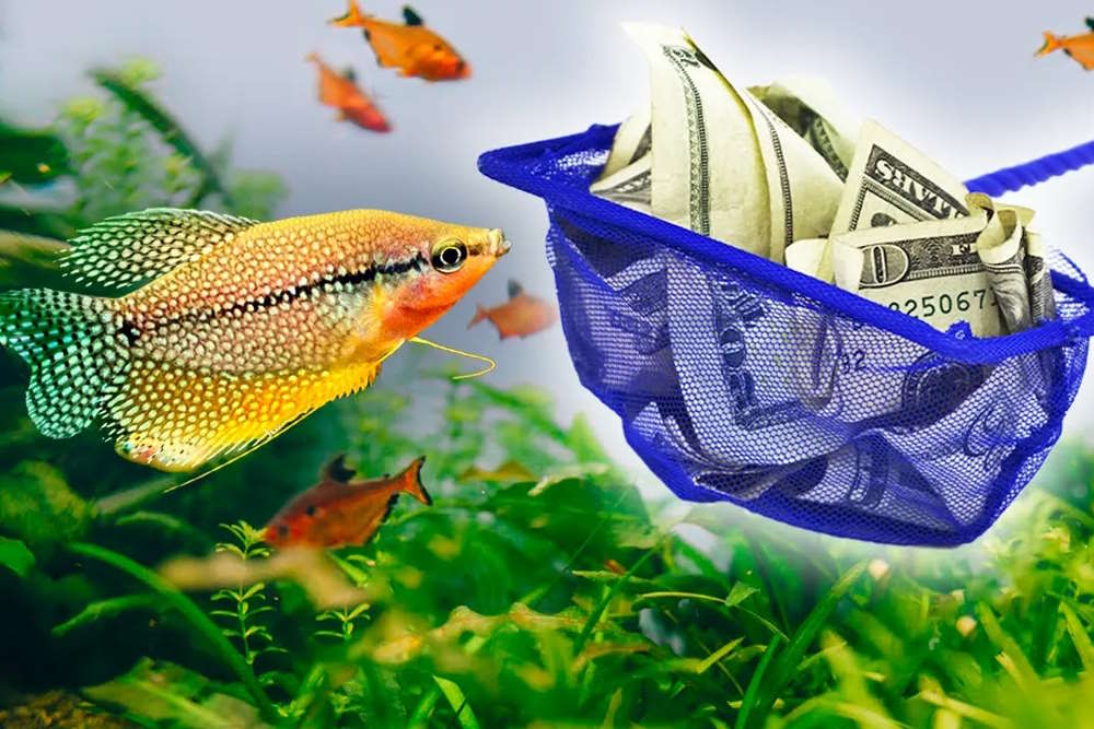 5 Easy Tips to Save Money in the Fishkeeping Hobby - Aquarium Co-Op