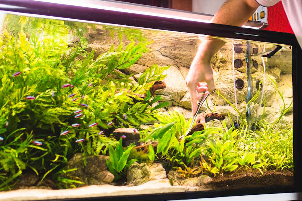 5 Easy Tips to Save Time in the Fishkeeping Hobby - Aquarium Co-Op