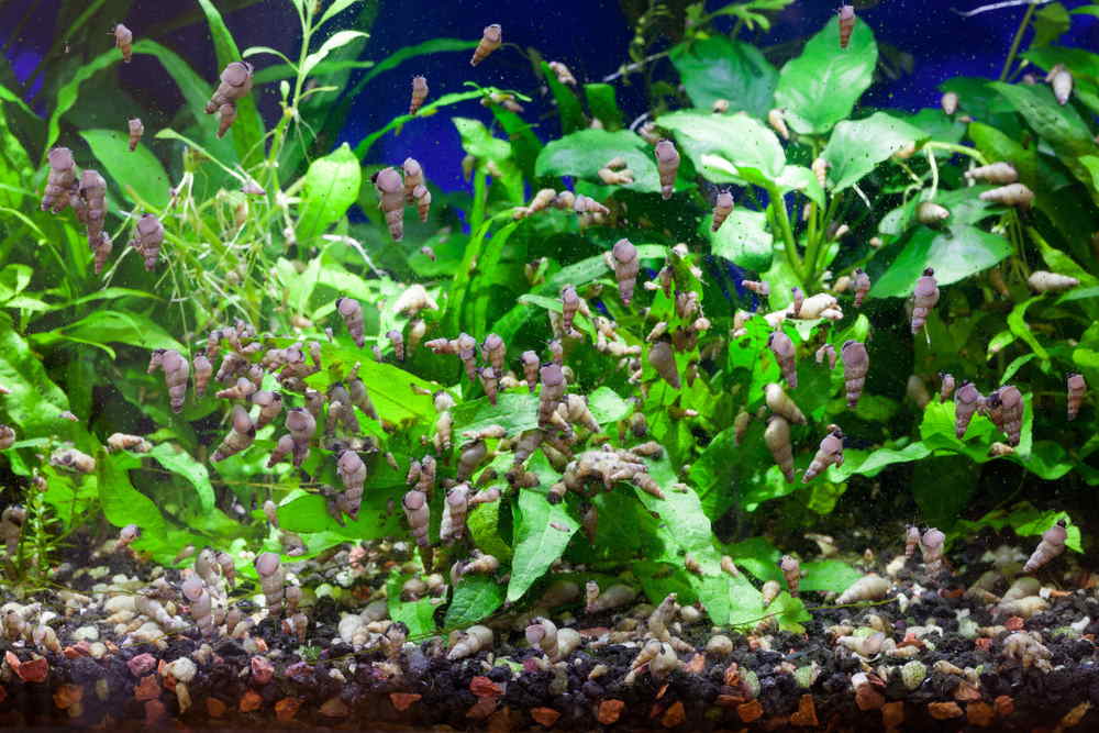 5 Easy Ways to Get Rid of Aquarium Pest Snails - Aquarium Co-Op