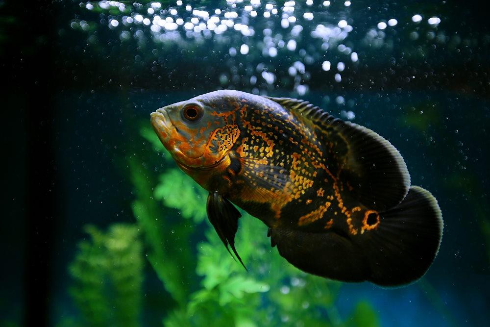 Air Stones: The Secret Weapon Every Aquarium Needs - Aquarium Co-Op