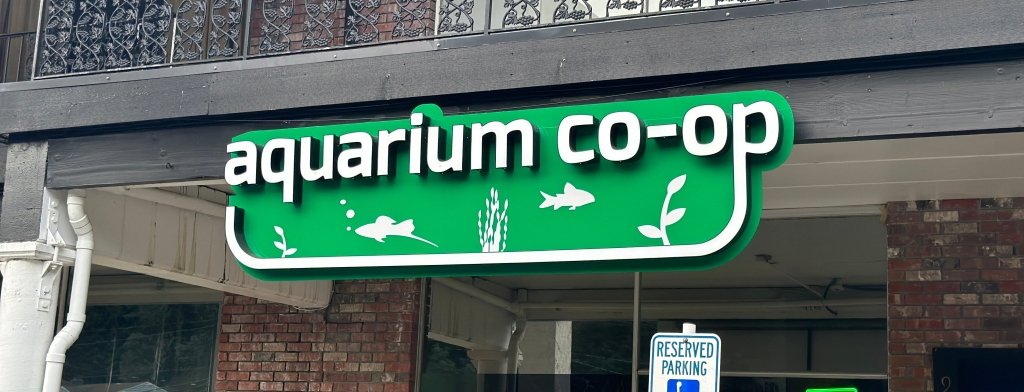 Anubias: The Perfect Plant for your Aquascape! - Aquarium Co-Op