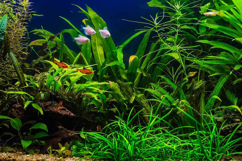 Aquarium Seasoning is Better Than Aquarium Cycling (and Here’s Why) - Aquarium Co-Op