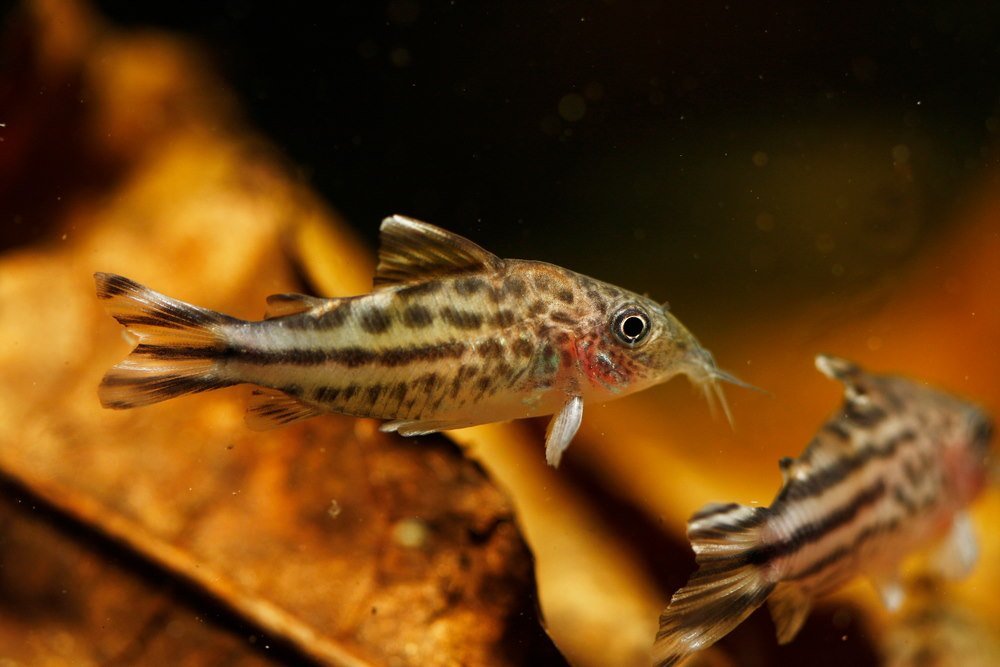 Are Indian Almond Leaves Good for Aquarium Fish? - Aquarium Co-Op