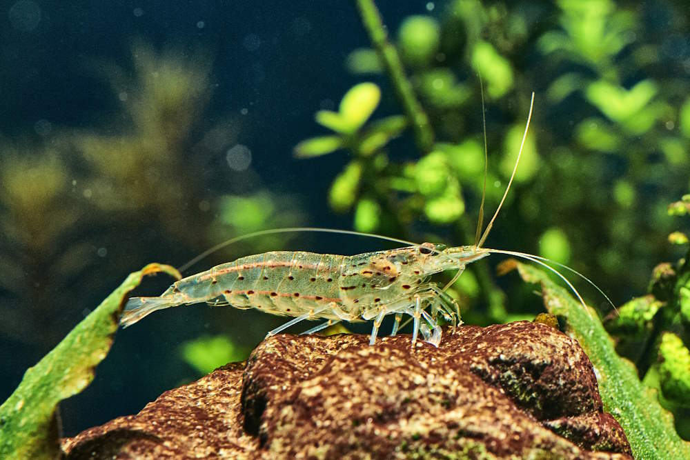 Care Guide for Amano Shrimp — Nature’s Amazing Algae Eater - Aquarium Co-Op