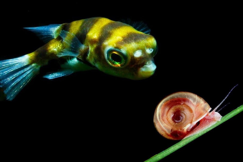 Care Guide for Amazon Puffers – Freshwater Puffer for Community Tanks - Aquarium Co-Op