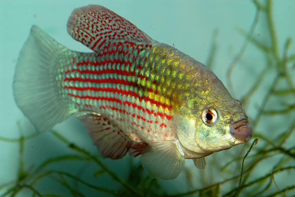 Care Guide for American Flagfish — Algae Eater for Unheated Aquariums - Aquarium Co-Op