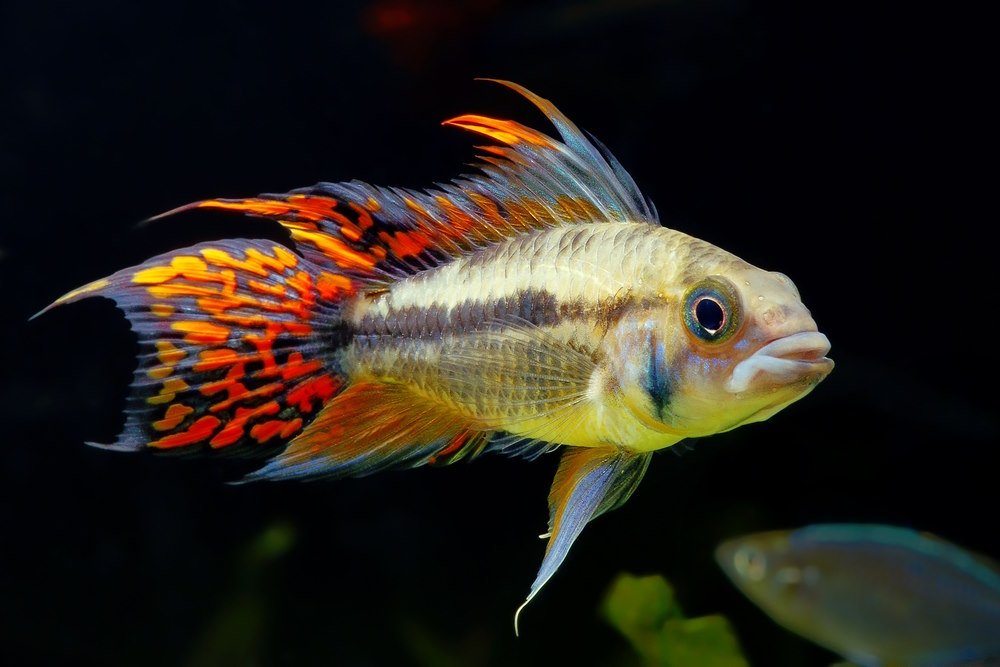 Care Guide for Apistogramma Dwarf Cichlids — Housing, Breeding, & More - Aquarium Co-Op
