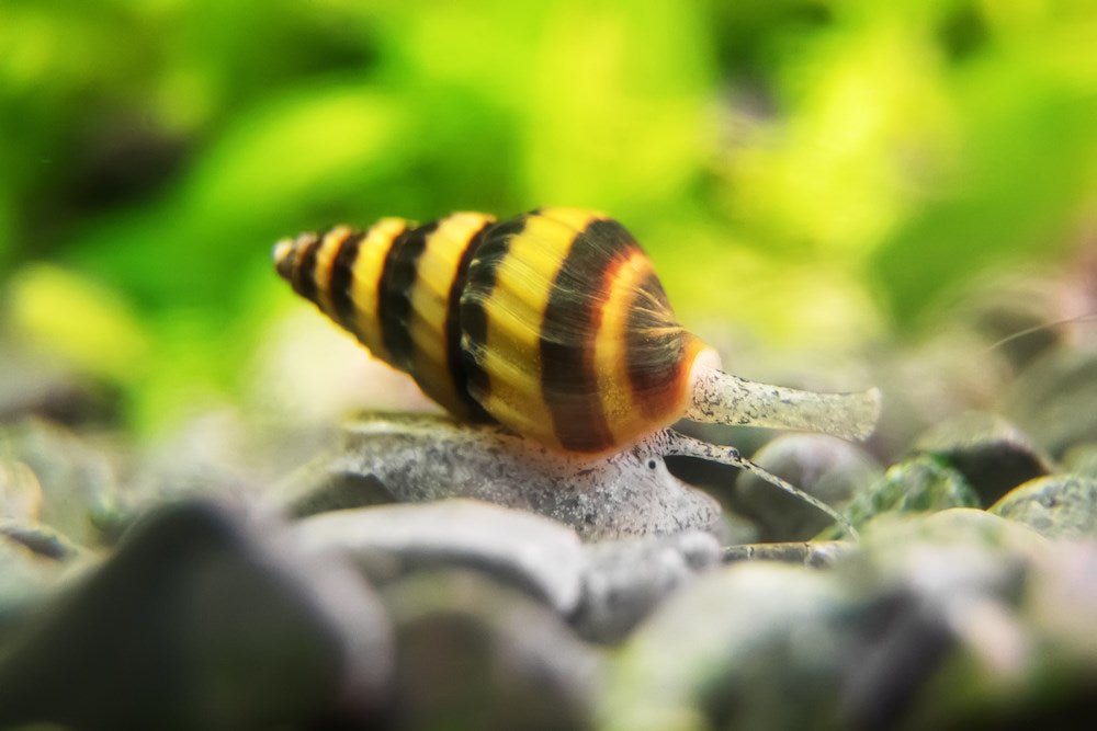 Care Guide for Assassin Snails — Natural Way to Get Rid of Pest Snails - Aquarium Co-Op