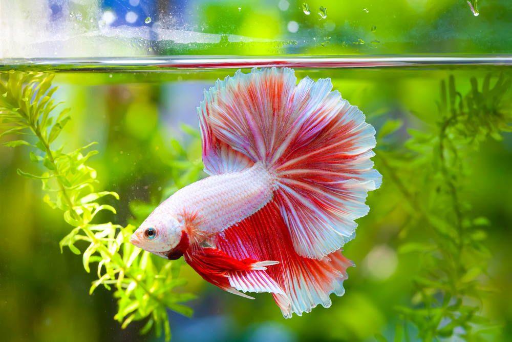 Care Guide for Betta Fish – The Best Beginner Pet Fish - Aquarium Co-Op