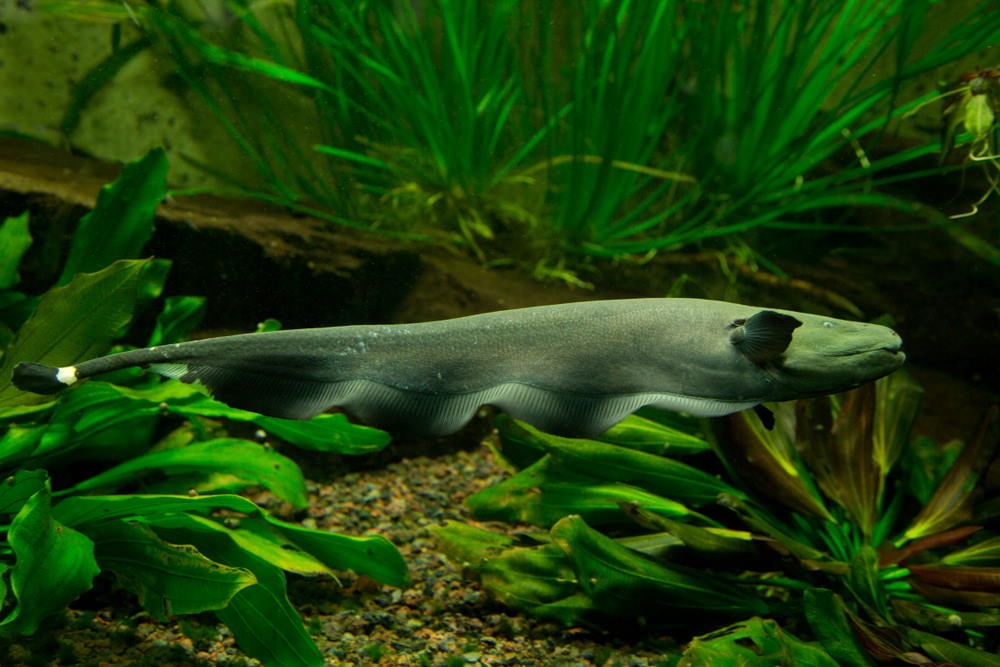 Care Guide for Black Ghost Knifefish — 18-Inch Electrical Oddball Fish - Aquarium Co-Op