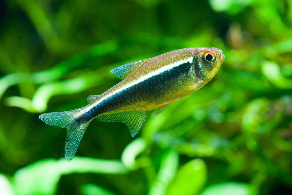 Care Guide for Black Neon Tetras — Our Fav Underrated Schooling Fish - Aquarium Co-Op