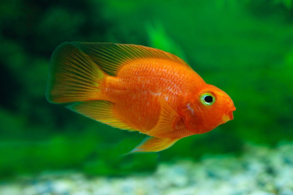 Care Guide for Blood Parrot Cichlids – The Hybrid with a Tiny Mouth - Aquarium Co-Op