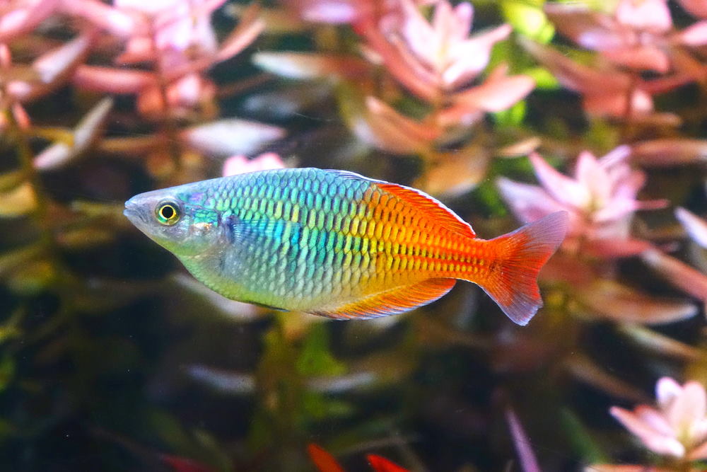 Care Guide for Boesemani Rainbowfish — Tank Setup, Breeding, and More - Aquarium Co-Op