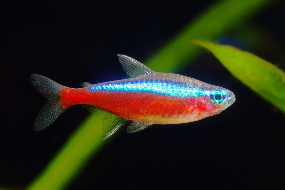 Care Guide for Cardinal Tetras — Gorgeous Cousin of the Neon Tetra - Aquarium Co-Op