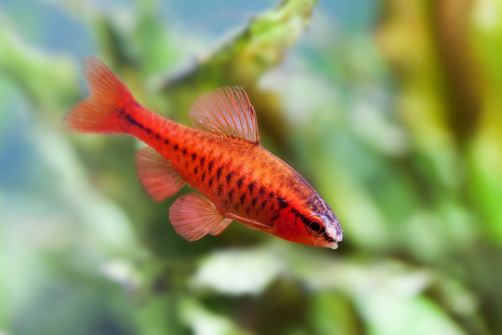 Care Guide for Cherry Barbs — Peaceful Barb for Community Tanks - Aquarium Co-Op