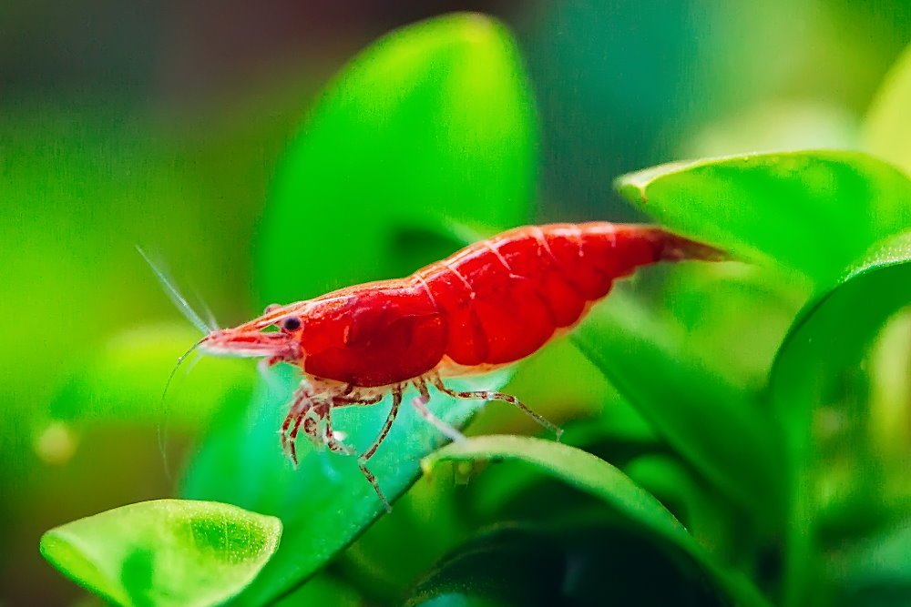 Care Guide for Cherry Shrimp — Tank Setup, Food, and Breeding - Aquarium Co-Op