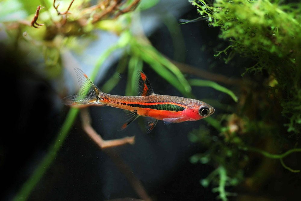 Care Guide for Chili Rasboras — Spicy Red Nano Fish for Planted Tanks - Aquarium Co-Op