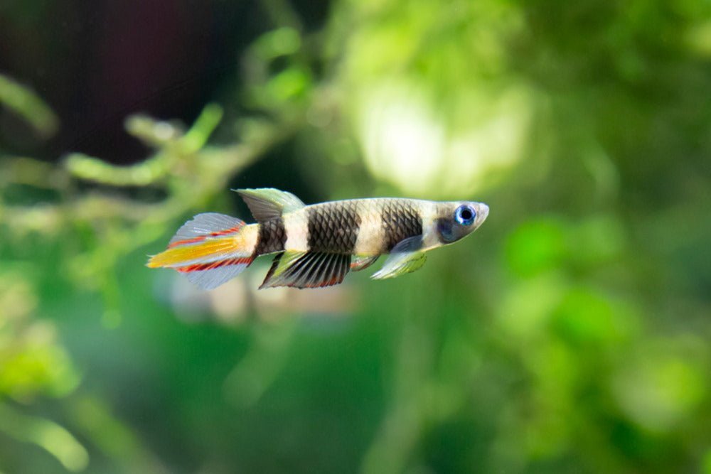 Care Guide for Clown Killifish – Colorful, Top-Dwelling Nano Fish - Aquarium Co-Op