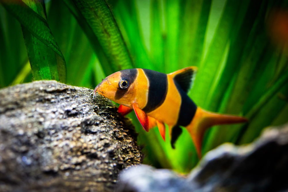 Care Guide for Clown Loaches – The Pack of Underwater Puppies - Aquarium Co-Op