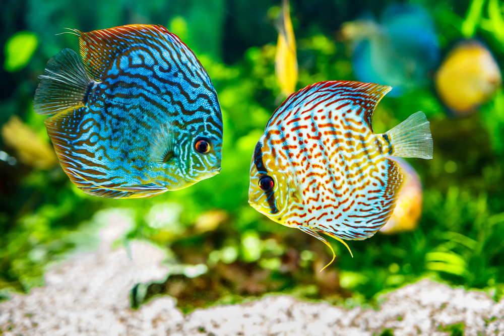 Care Guide for Discus Fish – The King of the Aquarium - Aquarium Co-Op