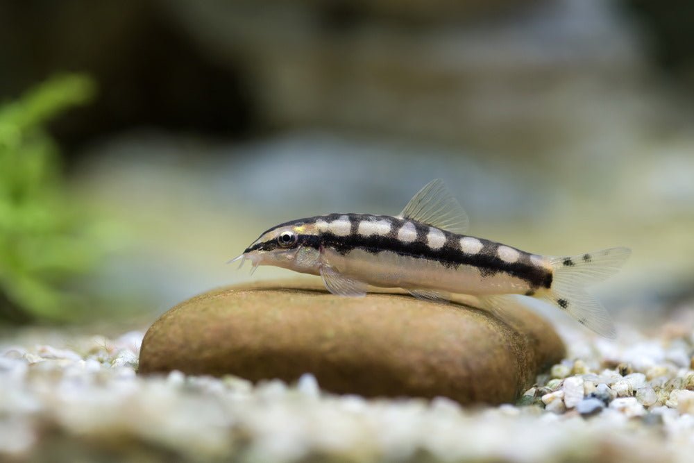 Care Guide for Dwarf Chain Loaches – Snail-Eating Nano Fish - Aquarium Co-Op