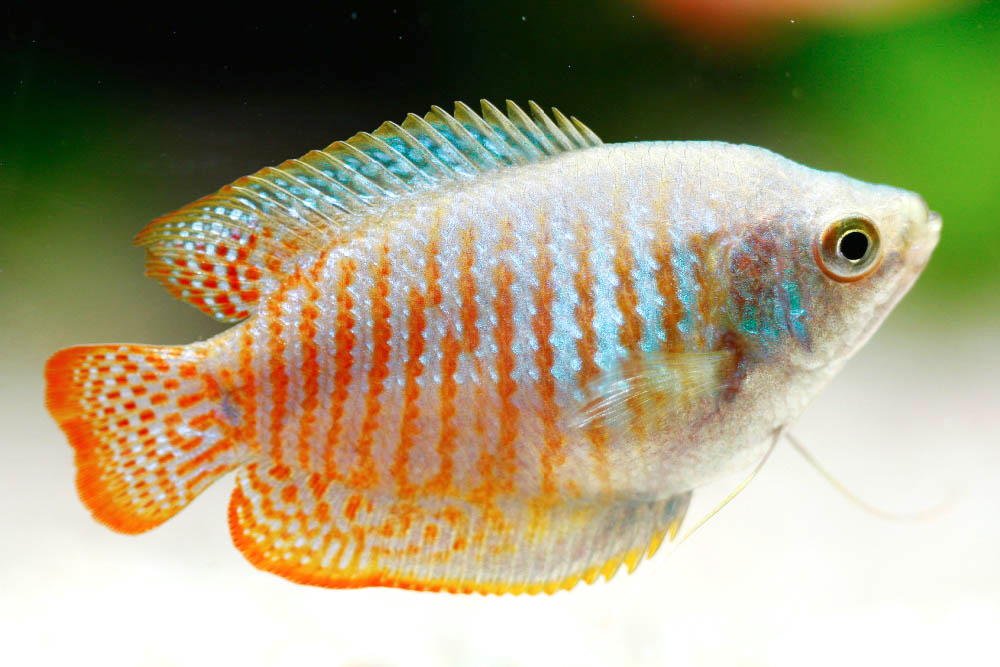 Care Guide for Dwarf Gouramis — Feisty Relative of Betta Fish - Aquarium Co-Op
