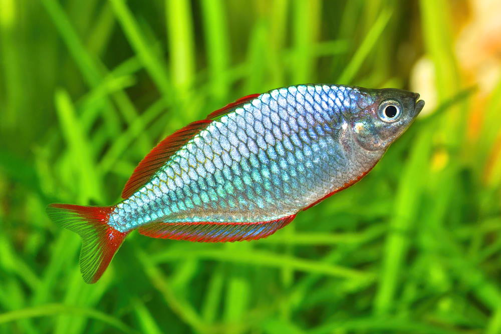 Care Guide for Dwarf Neon Rainbowfish — Housing, Food, and Breeding - Aquarium Co-Op