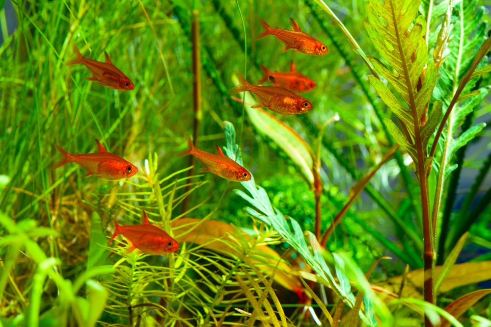 Care Guide for Ember Tetras — Orange Jewels of the Nano Aquarium - Aquarium Co-Op