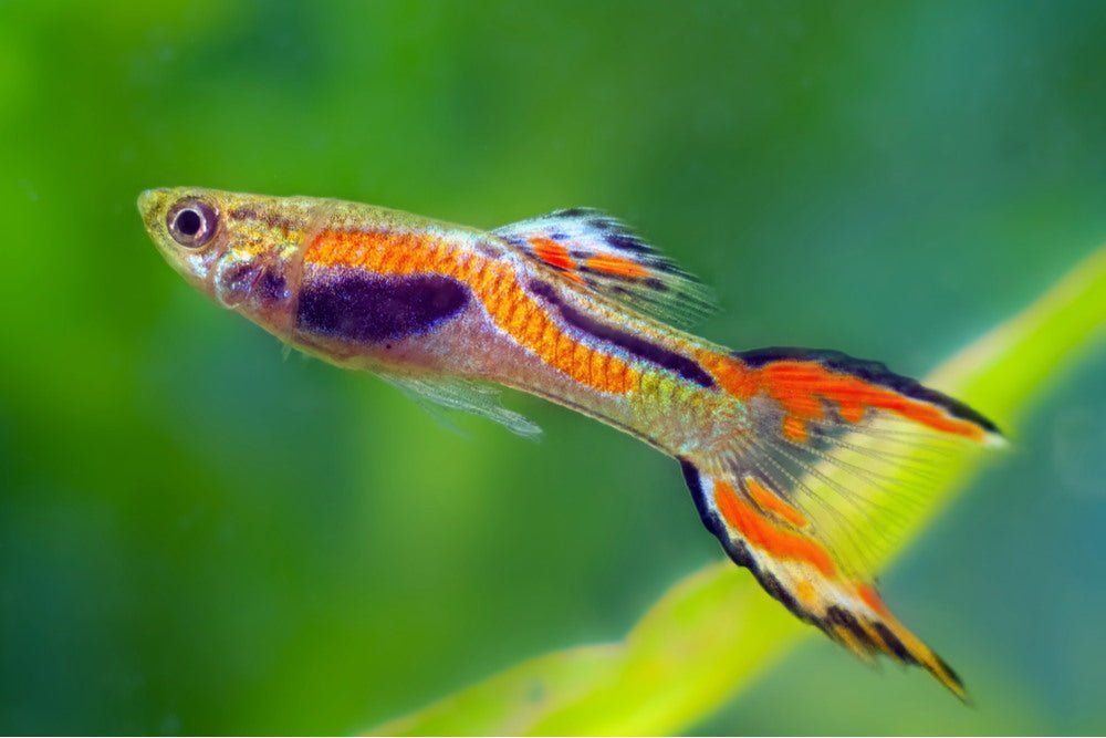 Care Guide for Endler’s Livebearers – The Guppy’s Little Cousin - Aquarium Co-Op