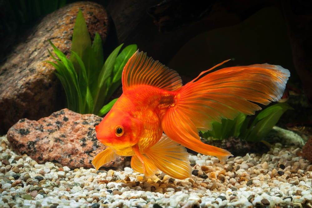 Care Guide for Fancy Goldfish – Housing, Feeding, and More - Aquarium Co-Op