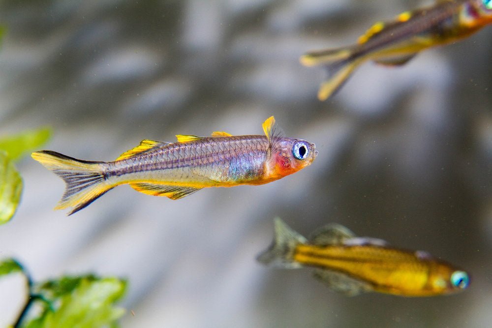Care Guide for Forktail Blue-Eye or Furcata Rainbowfish - Aquarium Co-Op