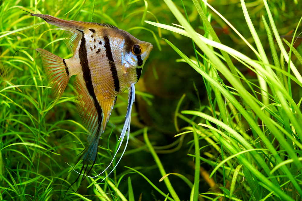 Care Guide for Freshwater Angelfish – The Feisty Angel of the Aquarium - Aquarium Co-Op