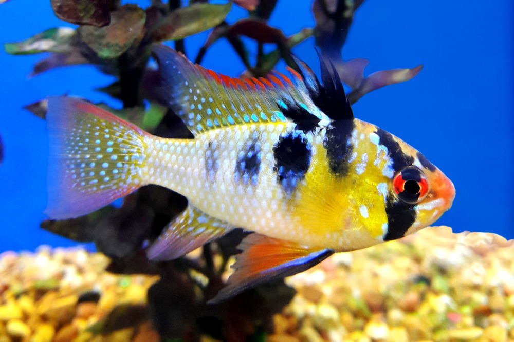 Care Guide for German Blue Rams – Housing, Breeding, and More - Aquarium Co-Op