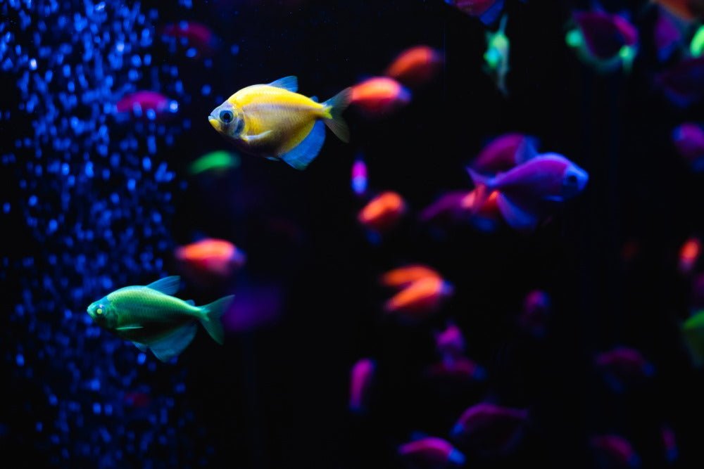 Care Guide for GloFish – Fluorescent Fish for Beginners - Aquarium Co-Op