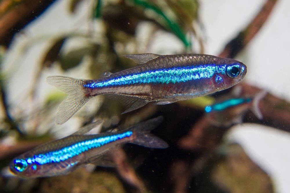 Care Guide for Green Neon Tetras — Perfect Nano Fish for Planted Tanks - Aquarium Co-Op