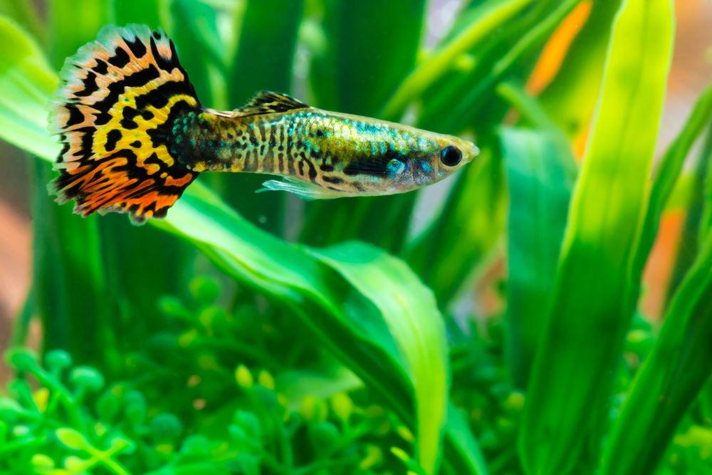 Care Guide for Guppies – The Most Popular and Colorful Livebearer - Aquarium Co-Op
