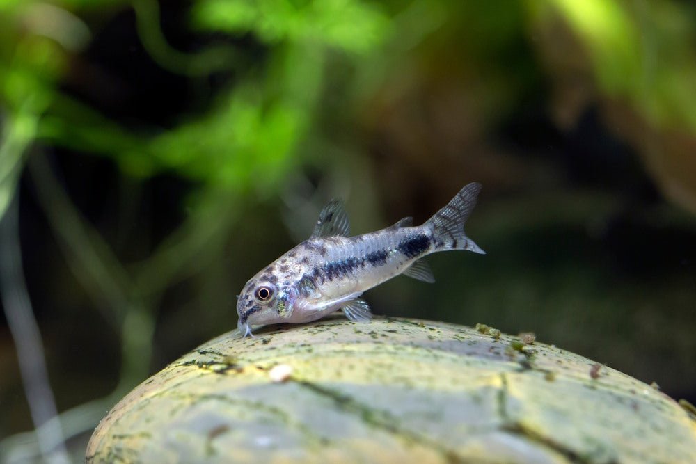 Care Guide for Habrosus Corydoras — The Largest Dwarf Cory Catfish - Aquarium Co-Op