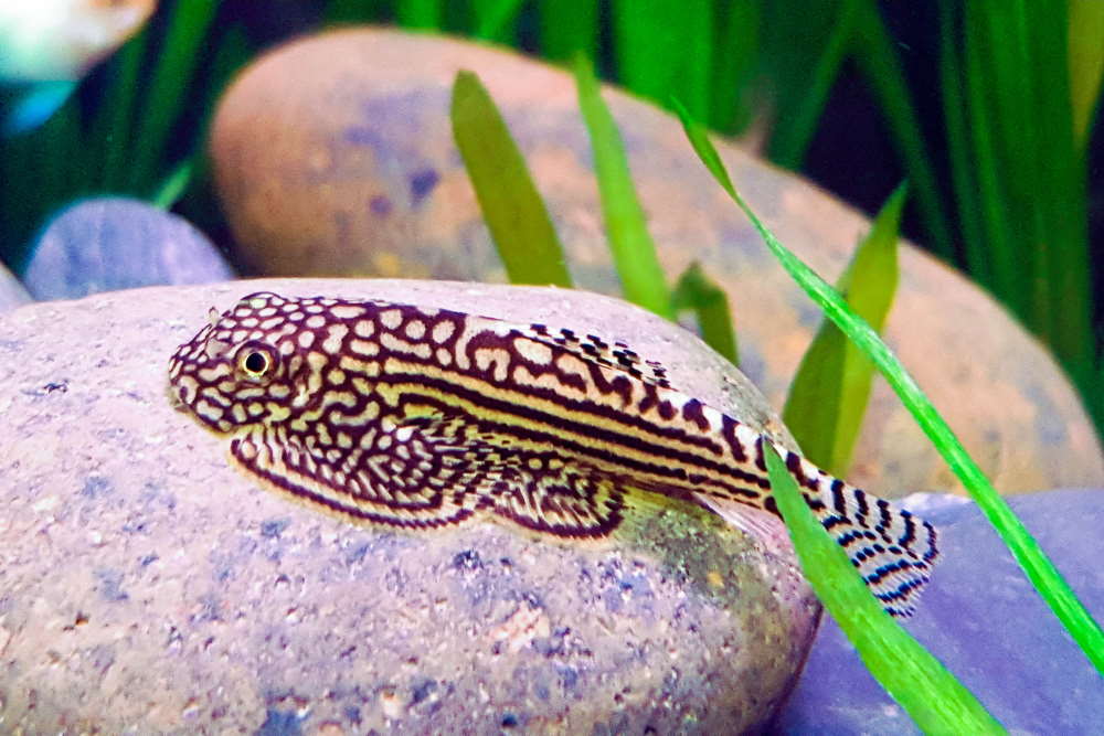 Care Guide for Hillstream Loaches – The Oddball Algae Eater - Aquarium Co-Op