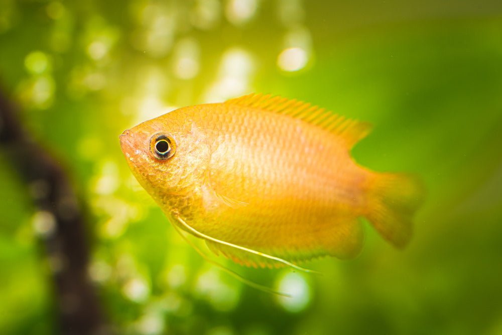 Care Guide for Honey Gouramis – Our Favorite Peaceful Gourami - Aquarium Co-Op